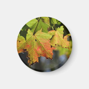 Aimant Feuilles de chute colorées