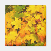 Aimant Feuilles de l'érable d'automne aux couleurs d'auto (Devant)