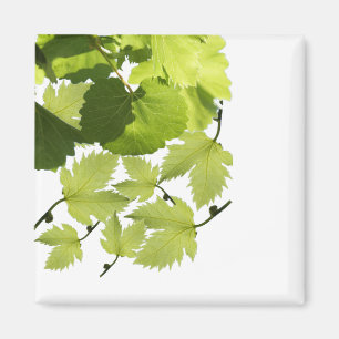 Aimant Feuilles de vigne verte