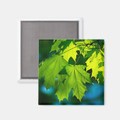 Aimant Feuilles d'érable vert frais (Recto/Verso)