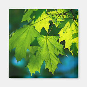 Aimant Feuilles d'érable vert frais