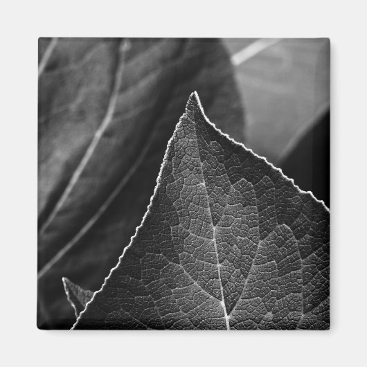 Aimant feuilles étant (Devant)