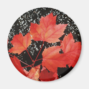 Aimant Feuilles Red Maple