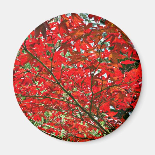 Aimant Feuilles rouges (Devant)