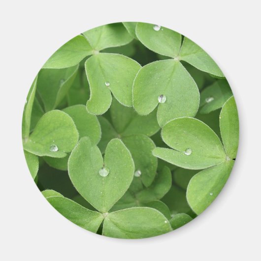 Aimant Feuilles shamrock Clover (Devant)