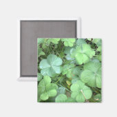 Aimant feuilles sous la pluie (Recto/Verso)