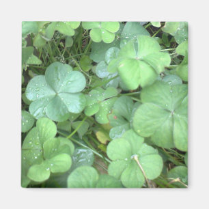 Aimant feuilles sous la pluie