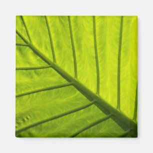 Aimant Feuilles vertes veinées de feuillage tropical en 2