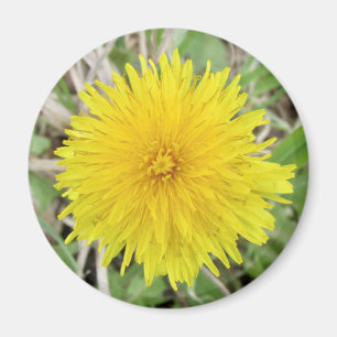 Aimant Fier Dandelion Fleur.
