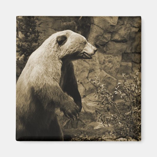 Aimant Fière Ours (Devant)