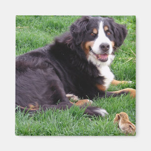 Aimant Fière Serena