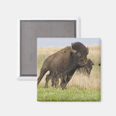Aimant Fiesty jeune bison bull at Tallgrass (Recto/Verso)
