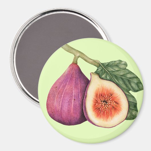 Aimant Fig (Recto/Verso)