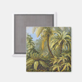 Aimant Filicinae (Ferns), Ernst Haeckel Art (Recto/Verso)