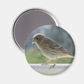 Aimant Finch dans le soleil du matin. (Recto/Verso)