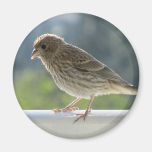 Aimant Finch dans le soleil du matin.