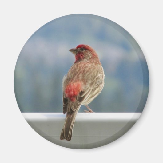 Aimant Finch rouge Extraire la vue. (Devant)