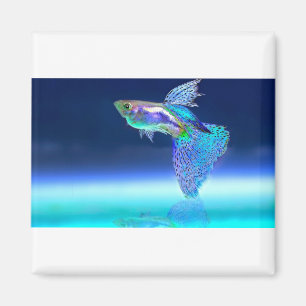 Aimant fish-2358741_1920