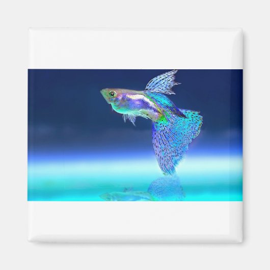 Aimant fish-2358741_1920 (Devant)