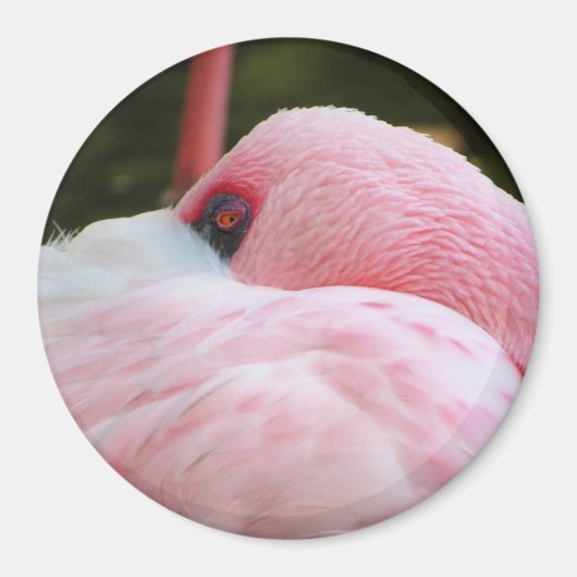 Aimant Flamant rose (Devant)