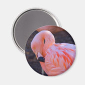 Aimant Flamant rose (Recto/Verso)
