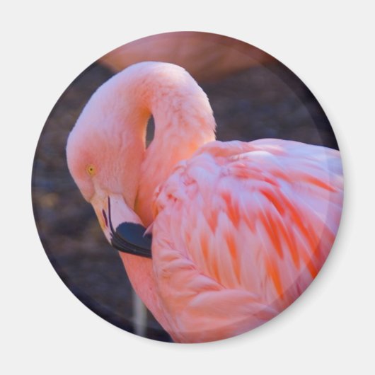 Aimant Flamant rose (Devant)