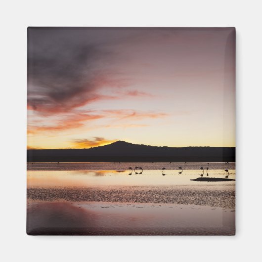 Aimant Flamant rose chilien (Devant)