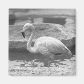 Aimant Flamant rose en eau B&W (Devant)