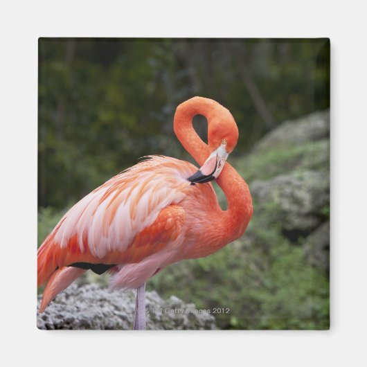 Aimant Flamant rose rose (Devant)