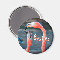 Flamant rose rose Oiseaux Photo Besties Script élé
