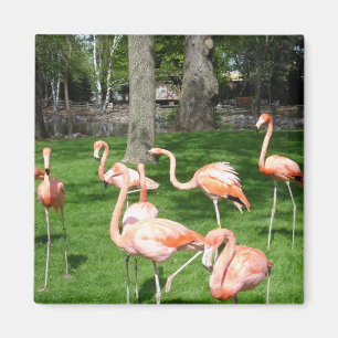 Aimant Flamants roses