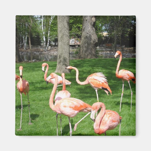 Aimant Flamants roses (Devant)