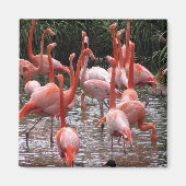 Aimant Flamants roses de Floride (Devant)