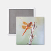 Aimant Flame Skimmer Dragonfly sur Agave (Recto/Verso)