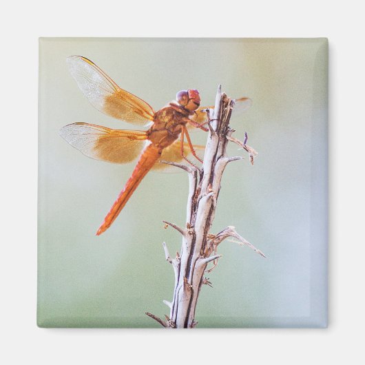Aimant Flame Skimmer Dragonfly sur Agave (Devant)
