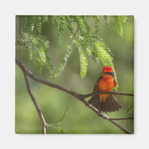 Aimant Flashy Vermillion