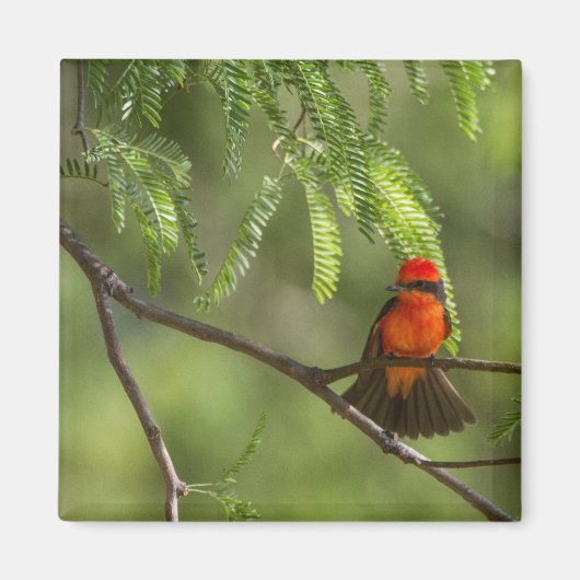 Aimant Flashy Vermillion (Devant)