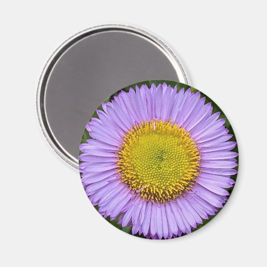 Aimant Fleabane violet Daisy Floral (Recto/Verso)