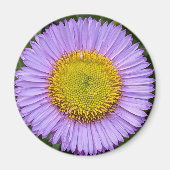 Aimant Fleabane violet Daisy Floral (Devant)