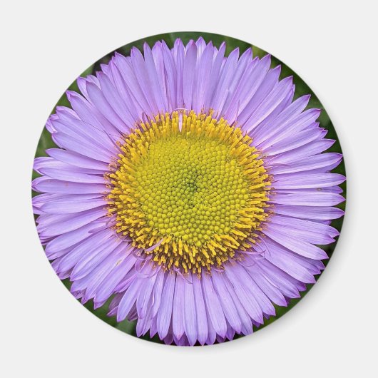 Aimant Fleabane violet Daisy Floral (Devant)