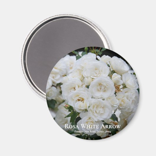 Aimant Flèche blanche Rosa (Recto/Verso)