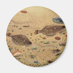 Aimant Flet anciens, vie marine de l'océan poisson plat