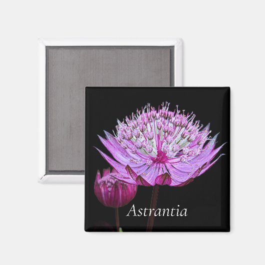 Aimant Fleur Astrantia rose sur Floral noir (Recto/Verso)