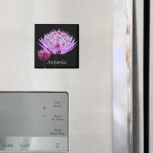 Aimant Fleur Astrantia rose sur Floral noir