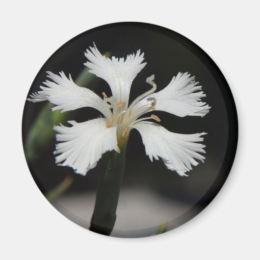 aimant fleur blanche (Devant)
