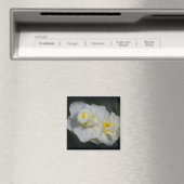 Aimant Fleur blanche (In Situ (Lave-vaisselle))