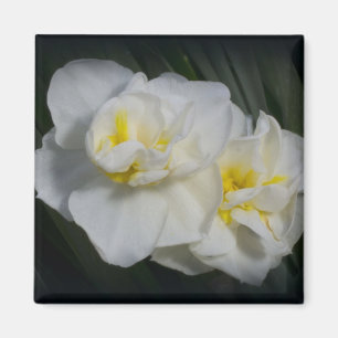 Aimant Fleur blanche