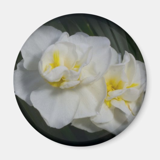 Aimant Fleur blanche (Devant)