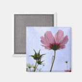 Aimant Fleur Cosmos (Recto/Verso)
