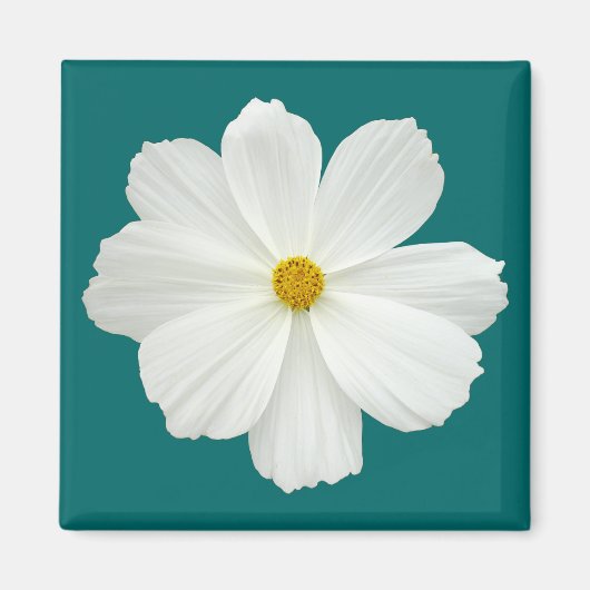 Aimant Fleur Cosmos Blanc (Devant)